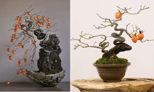 Không chỉ lấy quả ăn, hồng giòn còn được các nghệ nhân tạo dáng đẹp mắt để trở thành chậu bonsai đầy nghệ thuật. Ảnh: Youtube.