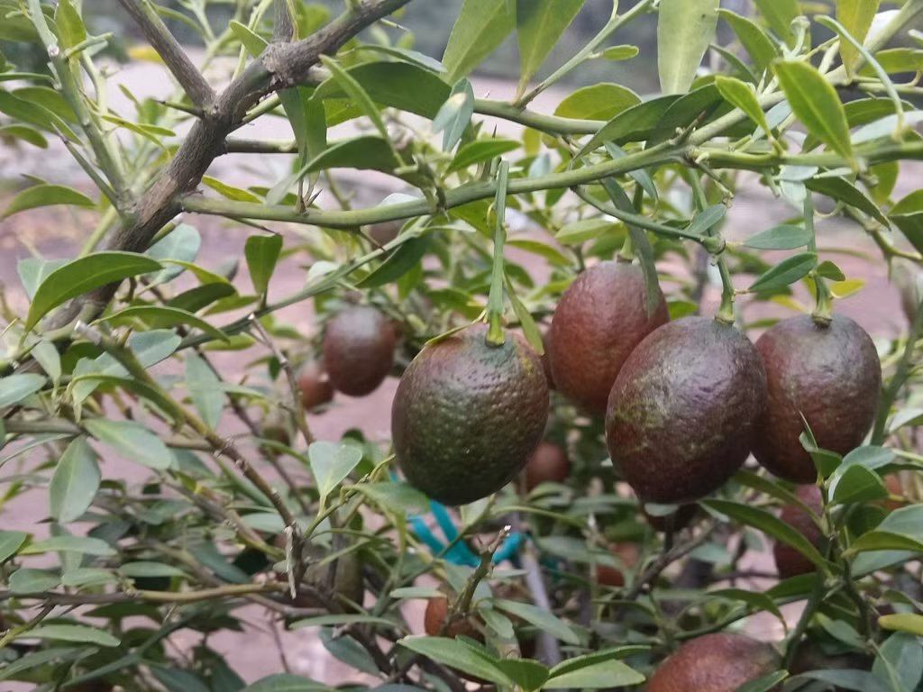 Theo người bán, chanh đỏ có thể ra hoa và đậu quả sau 10 - 12 tháng trồng. Ảnh: Gardening With Angus.