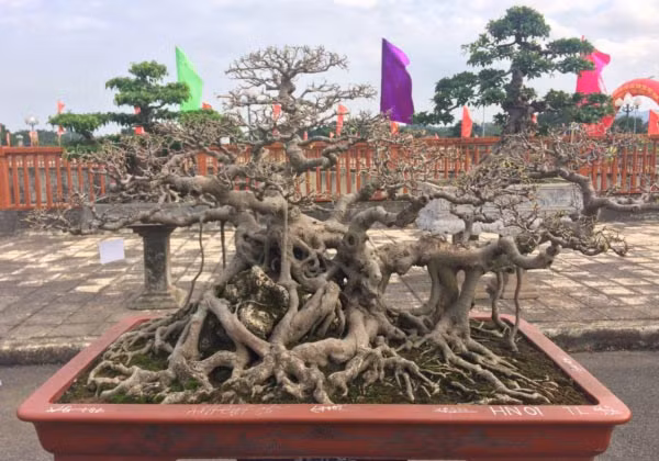 Cây sanh dáng trực cổ của anh Nguyễn Quốc Anh (Hà Nội) hội tụ đầy đủ các yếu tố “cổ, kỳ, mỹ văn” được định giá hàng tỷ đồng. Ảnh: Dân Việt.
