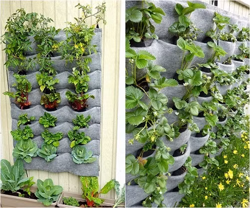 Tận dụng túi vải bỏ đi để trồng rau vừa sạch đẹp, ít tốn diện tích lại tránh đất bẩn dây ra sàn, rất tiện lợi. Ảnh: Garden.