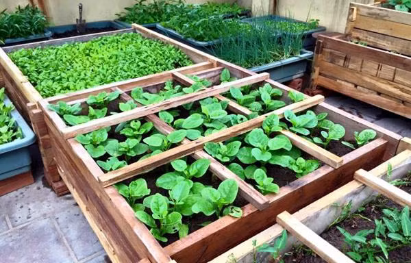 Hệ thống vườn rau lắp ghép với kích thước tùy chỉnh, làm bằng gỗ là một trong những chậu trồng rau thông minh với hệ thống tưới nước nhỏ giọt tự động. Ảnh: Bambu.