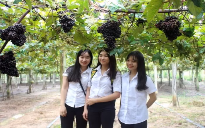 Ước tính, một năm ông Thông thu lợi nhuận hơn 300 triệu đồng từ vườn nho rừng. Ảnh: Nongnghiep.