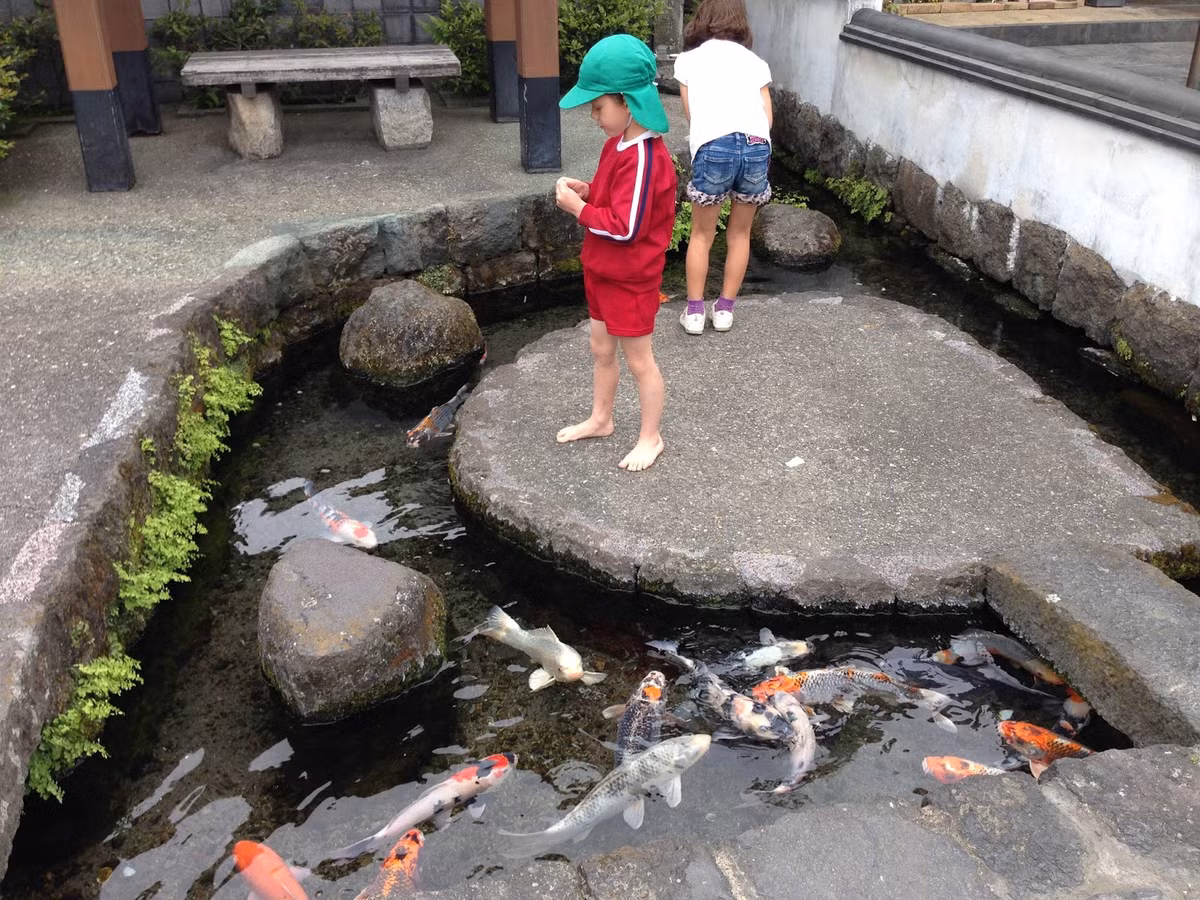 Thành phố Shimabara (tỉnh Nagasaki, Nhật Bản) thu hút nhiều khách du lịch bởi nhiều đàn cá koi bơi lội dưới những rãnh nước trong vắt. Ảnh: Tour Nagasaki Japan.