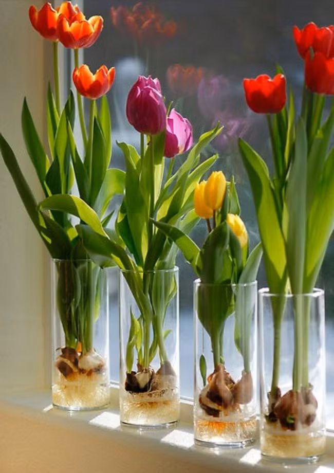Hoa tulip không chỉ trong vườn mà có thể phát triển tốt trong cốc nước. Nguồn ảnh: Brightside.