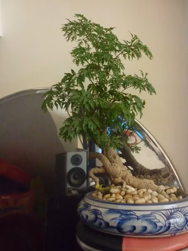 Cây đinh lăng còn mang ý nghĩa giữ tài lộc nên được chuộng trang trí trong nhà. Ảnh: Akikoi.