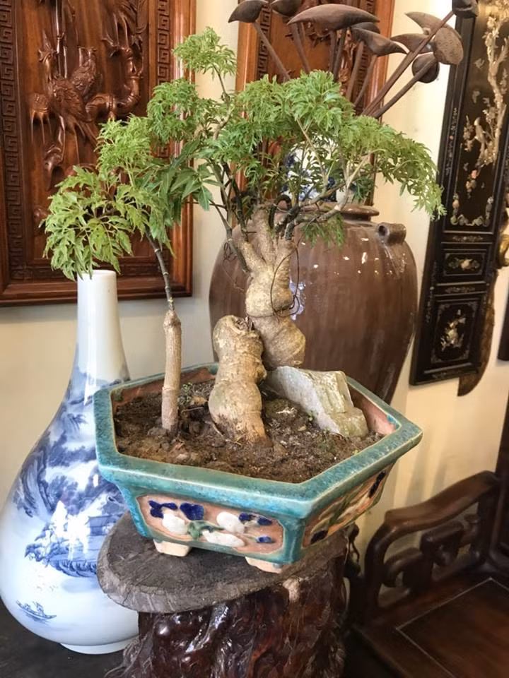 Đinh lăng vừa là cây trang trí, vừa là cây dược liệu. Ảnh: FB Dương Nguyễn.