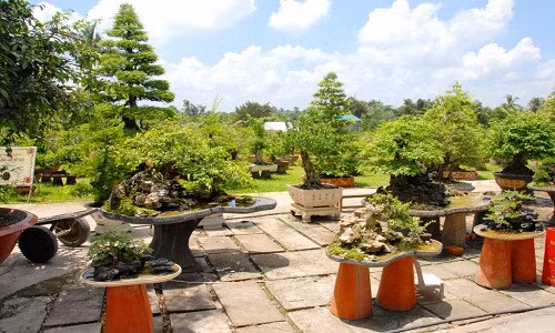 Nhiều chậu bonsai có giá trị được trồng và bảo quản trong khuôn viên 2ha, với 30 nhân viên chăm sóc hàng ngày. Ảnh: Zing.