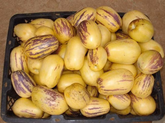 Nếu như dưa pepino Trung Quốc có hình tròn xoe thì dưa pepino Đà Lạt có hình thuôn dài (hơi giống hình bầu dục). Ảnh: FB Trần Hồng.
