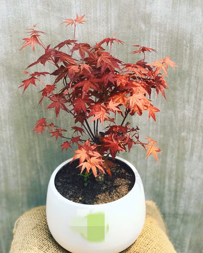 Trên thị trường, những chậu phong lá đỏ mini được rao bán với giá từ 200.000 - 300.000 đồng/tùy loại. Ảnh: Happycare.