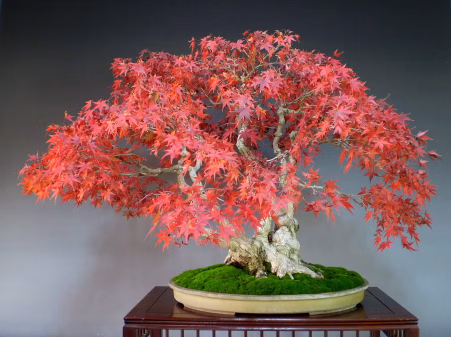 Phong núi được cắt tỉa tạo dáng bonsai đẹp mắt. Ảnh: Phonglado.