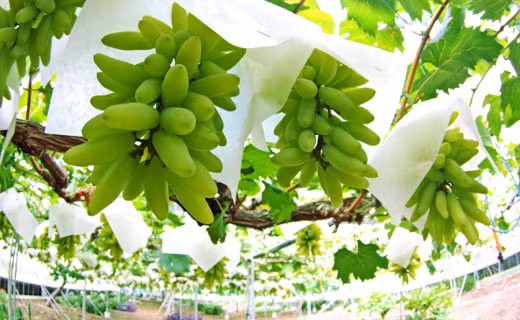 Khi còn xanh, từng chùm nho được bọc giấy cẩn thận để tránh côn trùng. Ảnh: Okayamania.