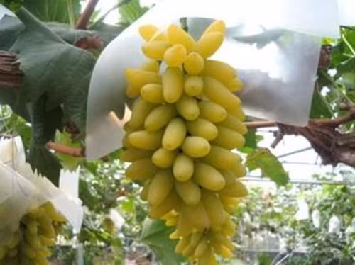 Trong quá trình chăm sóc, chủ vườn sẽ cắt tỉa sao cho từng quả trên chùm đều tăm tắp. Ảnh: Okayamagurashi.
