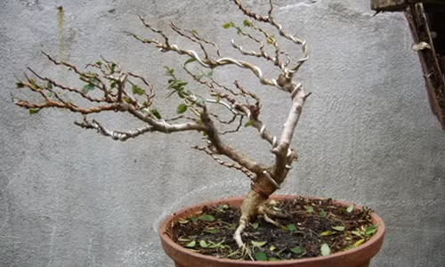 Sam núi thế gió lùa với bay bổng nhưng thưa thoáng, không rối mắt. Ảnh: Namminhbonsai.