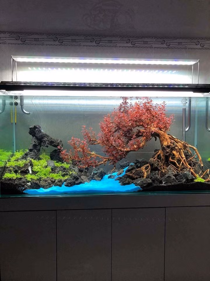 Tuy nhiên để tạo một chậu bonsai gió lùa đẹp thì khi chọn phôi, nên chọn các cây hơi nghiêng hoặc nghiêng nhiều. Ảnh: Lucky Aqua Design.