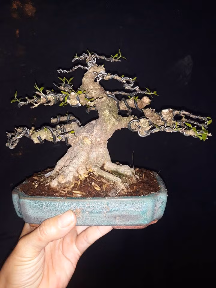 Mai chiếu thủy mini lá trung. Ảnh: FB Xuân Mai Lê.