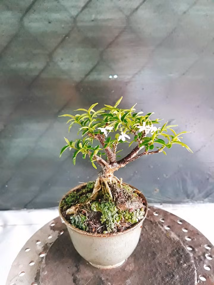 Về mặt ý nghĩa, cây mai chiếu thủy tượng trưng cho sự ổn định, bền vững của gia đình. Ảnh: FB Nguyen Nhi.