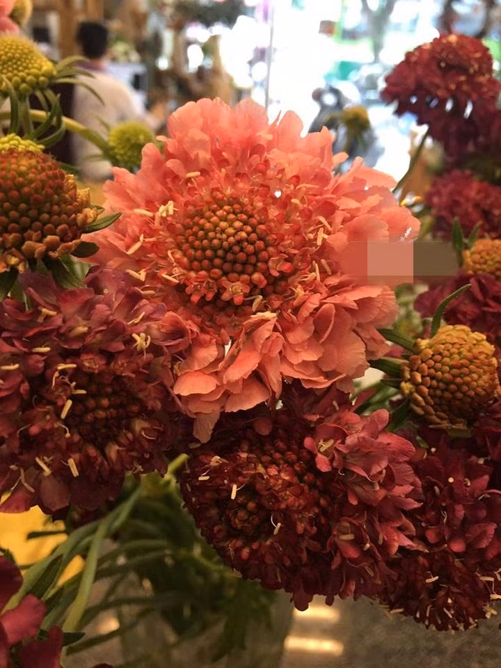 Hoa Cabiosa được nhiều cửa hàng lần đầu nhập về bán dịp 20/10 năm nay. Ảnh: Lavendershop94 Flowers.