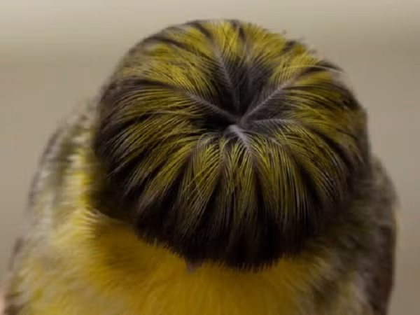 Những chú chim hoàng yến Gloster Canary có tuổi thọ ước tính từ 7-12 năm. Giống chim này khá khỏe mạnh, nhưng chúng cũng có thể gặp phải những vấn đề bất thường về lông mọc ngược và sinh sản.