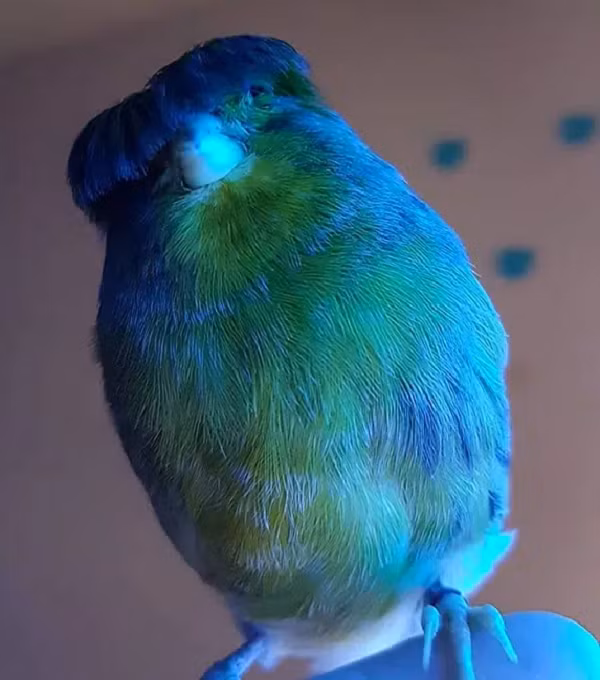 Một con chim Gloster Canary trống độc thân sẽ hót thường xuyên hơn. Nó cũng thích bay từ cành này sang cành khác.