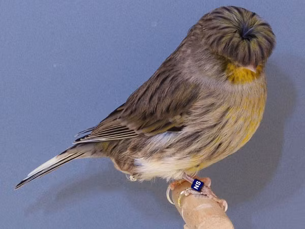 Chim Gloster Canary cái có giọng ngắn và giọng hót ngọt ngào, trong khi chim trống có tiếng hót khá vang.