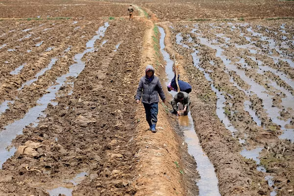 Người nông dân Triều Tiên lao động trên một cánh đồng ở ngoại ô Bình Nhưỡng.