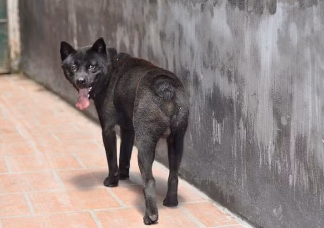 Do dai sức và phù hợp với đi rừng, loại chó này thường xuyên được huấn luyện trở thành cảnh khuyển cho lực lượng công an các tỉnh phía Bắc.