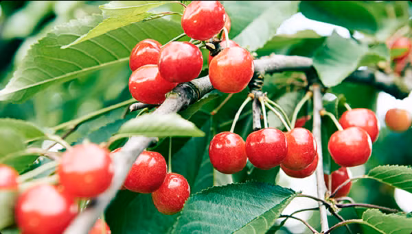 Trong số các loại cherry tại Nhật Bản thì cherry Sato Nishiki có vị ngọt như mía lùi là phổ biến nhất. Nếu bán lẻ, loại cherry Sato Nishiki quả to có giá bán tới 226 USD/kg (tương đương hơn 4 triệu đồng).