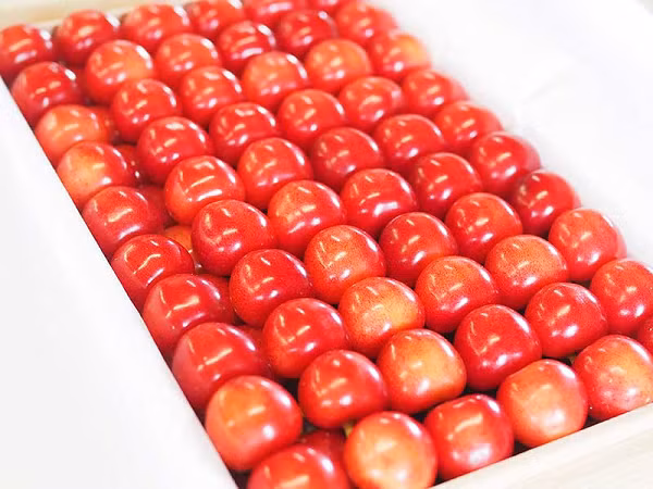 Quả cherry Sato Nishiki Nhật Bản có vỏ căng mọng màu sáng, phần thịt quả màu kem. Sở dĩ có mức giá vô cùng đắt đỏ là do cây cherry này thường được trồng trong hầm nhựa để tránh mưa làm vỏ bị nứt. Các cây được thụ phấn và cắt tỉa hoàn toàn bằng tay, chỉ có hai chồi hoa và một chồi rau được cho phép trên mỗi cụm.