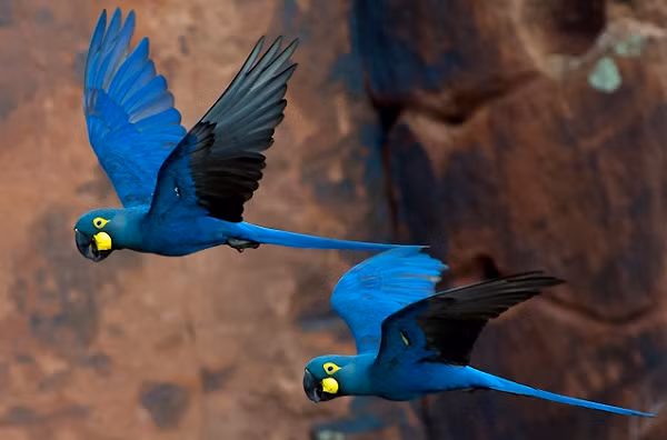 Vẹt Anodorhynchus leari có ngoại hình xinh đẹp, là một thành viên hiếm hoi trong phân loài vẹt Tân Thế Giới thuộc “gia đình” vẹt đuôi dài. Tuy thoạt nhìn, Anodorhynchus leari có bộ lông thuần màu xanh dương đậm rất đặc sắc nhưng khi nhìn kĩ, bạn có thể thấy chúng còn xen lẫn một chút sắc xanh của cây lá nữa.