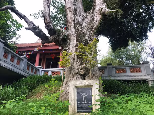 Cây táu này gắn liền với sự tích thiêng liêng của đền Thiên Cổ. Ngọc phả để lại, đây là nơi thờ vợ chồng thầy giáo Vũ Thê Lang và thục nương Nguyễn Thị Thục.
