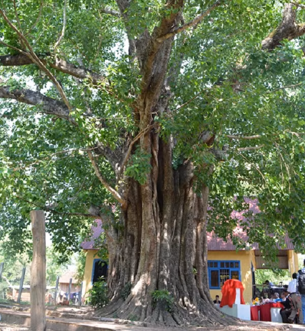 Cây bồ đề (Ficus Religiosa L) ở buôn Yang Lành Đắk Lắk được 132 năm tuổi. Trong tháng 3/2014, Tổ chức kỷ lục châu Á, Hội kỷ lục gia Việt Nam đã trao bằng xác lập kỷ lục cho cây bồ đề 132 năm tuổi này là cây được trồng lâu năm nhất trên vùng đất Tây Nguyên.