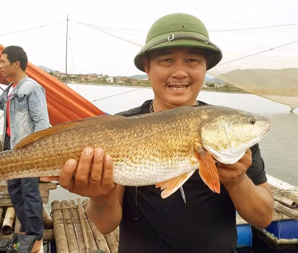Cá Sủ có thức ăn chính là các loài động vật không xương sống và các loài cá con sống ở tầng đáy của môi trường nước. Chúng rất khó phát triển trong môi trường nhân tạo, vậy nên việc nuôi loài cá này làm cảnh hoặc bảo tồn là điều cực kỳ khó khăn.