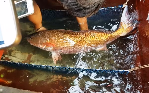 Ngoài ra, với y học hiện đại, bong bóng Cá Sủ vàng được dùng để sản xuất chỉ khâu tự phân hủy trong những ca phẫu thuật. Chỉ này không gây tổn thương đối với mô, giảm thiểu nguy cơ viêm nhiễm. Chỉ tự tiêu làm từ bong bóng Cá Sủ Vàng được y học các nước phát triển sử dụng rất hữu hiệu.