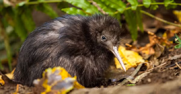 Chim kiwi có trí nhớ tuyệt vời, người ta đã từng thử lừa chúng bằng loa thu âm tiếng đồng loại. Nhưng chỉ thành công lần đầu, các lần sau đó kiwi đều nhớ được và không để bị lừa nữa.