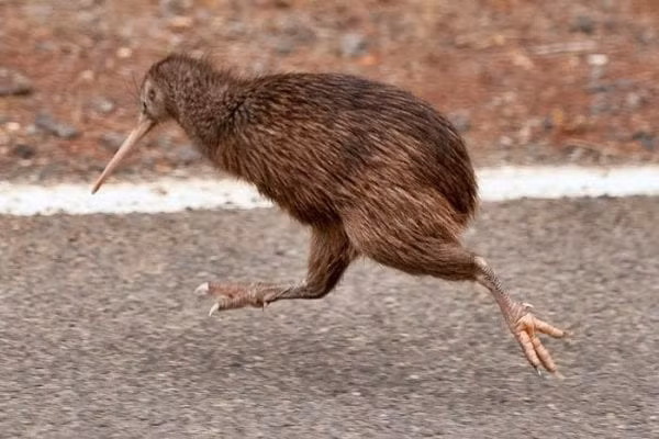 Chim kiwi có bộ lông màu nâu xám độc đáo tựa lông tơ phủ khắp cơ thể. Xung quanh mỏ có rau đóng vai trò là cơ quan xúc giác. Chúng bị mù màu, không có khả năng tự vệ.