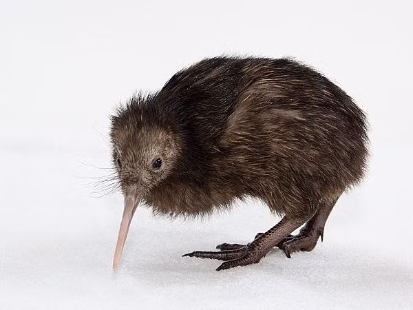 Hiện còn khoảng 68.000 chú chim kiwi ở New Zealand. Chúng là một loài có nguy cơ tuyệt chủng. New Zealand đã xây dựng rất nhiều các khu bảo tồn kiwi và các chương trình nhân giống trên khắp đất nước.