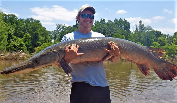 Hàm trên của Alligator Gar có một hàm răng kép lớn và rất sắc, được sử dụng để cắn và giữ con mồi. Loài này có mang nhưng chúng cũng có một loại phổi đặc biệt, giúp bổ sung hô hấp. Hơn nữa, bàng quang của Alligator Gar có cấu tạo đặc biệt, không những giúp chúng nổi trong nước và còn cho phép chúng có thể lấy oxy trong không khí.