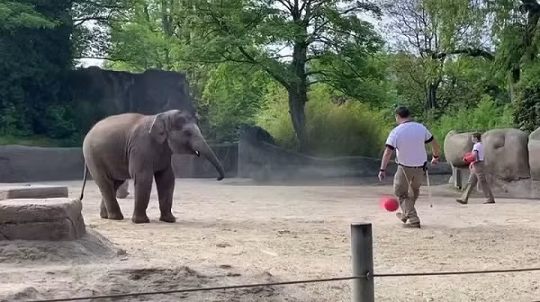 Bên cạnh mèo Achilles, "Bác voi" 42 tuổi được vườn thú Hagenbeck (Hamburg, Đức) huấn luyện để tham gia dự đoán tỉ số các trân tại EURO 2021. Yashoda sẽ dùng vòi để lấy lá quốc kỳ trong một chiếc hộp.