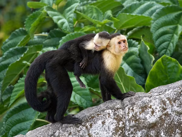 Có vẻ như khỉ Capuchin đã tiến hóa nhanh chóng sau khi bước vào thời kỳ đồ đá. Chúng thích nghi với môi trường trong 3000 năm và nhanh chóng điều chỉnh các công cụ của mình để đáp ứng nhu cầu có được các loại thực phẩm phong phú hơn.