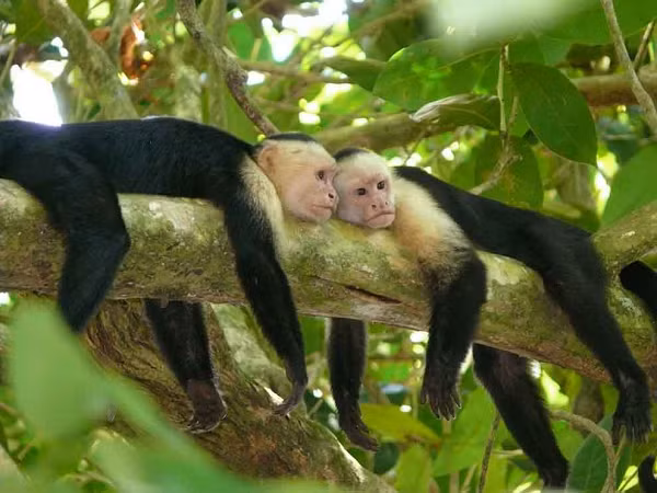 Hiểu được cách thức sử dụng công cụ của khỉ Capuchin đã phần nào giải đáp nguồn gốc thực tiễn của các nhóm linh trưởng khác, bao gồm tổ tiên của con người.