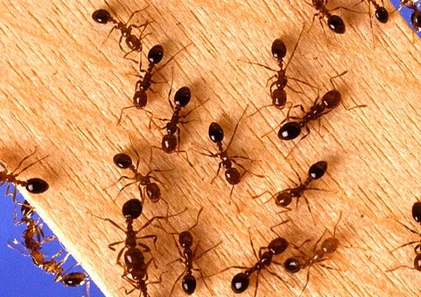 Kiến có 12.000 loài khác nhau, sinh sống ở nhiều môi trường và nhiệt độ trên khắp thế giới. Sinh vật này được các nhà khoa học cho rằng có thể tồn tại ở nhiều loại nhiệt độ, áp suất và các kiểu thời tiết khác nhau.