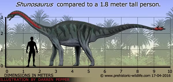 Các nhà cổ sinh vật học đã phát hiện ra loài Shunosaurus ở Trung Quốc vào năm 1977, phân loại nó chính thức vào năm 1983.