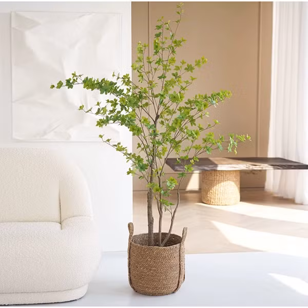 Đây là một trong những loại cây được ưa chuộng trồng trang trí trong nhà theo phong cách tối giản, đặc biệt cây thạch nam không có mùi hương nên ai cũng có thể chơi được.