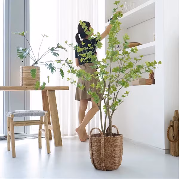 Đây không phải là loài cây của Việt Nam mà phải khẩu từ Nhật Bản nên giá thành khá đắt đỏ. Giá cây thạch nam dao động 300.000-600.000 đồng/cành, cao từ 1,3-1,6 mét. Thậm chí, có cành đẹp cao 2-2,2 mét giá lên đến 1,4 triệu đồng.