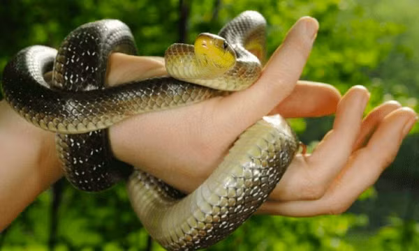 Mơ thấy rắn mang nhiều ý nghĩa khác nhau. Nếu bạn thấy sợ hãi, điều này chứng tỏ có thể gặp một người xấu ảnh hưởng không tốt tới cuộc sống hoặc bạn đang gặp mối đe dọa trực tiếp. Nếu nó ở trong nhà, hãy cẩn thận với những tác nhân gây áp lực có thể ở ngay trong nhà mình. Nếu nó ở ngoài trời, đó có thể là một dấu hiệu để cởi mở và giải quyết mọi việc với ai đó.