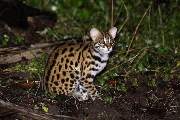 Mèo rừng tên khoa học là Felis silvestris, thuộc giống mèo nhỏ Felidae. Đây là loài động vật có môi trường sống thuở sơ khai là rừng rậm, thảo nguyên và xavan. Hiện nay, mèo rừng thích nghi được với rất nhiều môi trường sống từ lục địa đến hoang đảo.