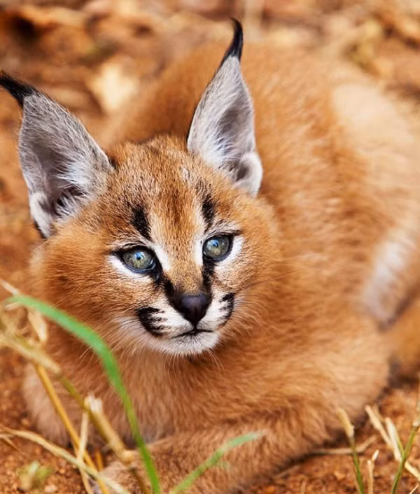 Linh miêu tai đen (Felis caracal) có vẻ ngoài vô cùng đẹp và dũng mãnh. Chúng sở hữu đôi tai dài và linh hoạt giúp nghe thấy những âm thanh nhỏ nhất, kết hợp với chân sau khỏe mạnh giúp chúng có thể nhảy vọt vài mét trên không để bắt chim đang bay.