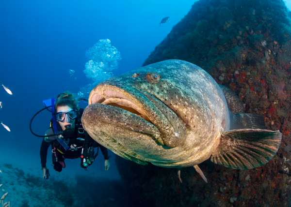 Cá mú Goliath có đầu rộng, đuôi tròn, mắt nhỏ và gai lưng ngắn. Chúng thường có mẫu màu lốm đốm xám xanh hoặc vàng nâu và có các chấm đen nhỏ trên vây.