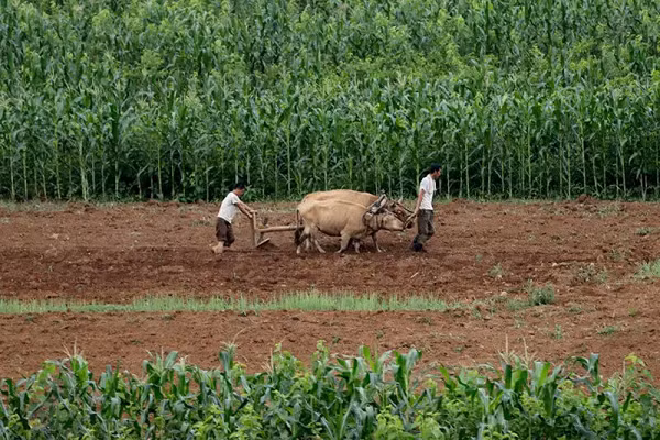 Người dân Triều Tiên đang cày trên cánh đồng dọc cao tốc Bình Nhưỡng – Wonsan ở Sangwon, tháng 7/2017.