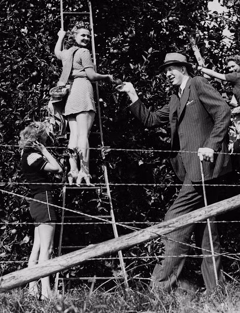 Robert Pershing Wadlow thăm một vườn cam ở Miami, Florida năm 1940. Mời độc giả xem thêm video: Người phụ nữ thấp nhất thế giới "tỏa sáng" ở New York (Nguồn: VTC14)